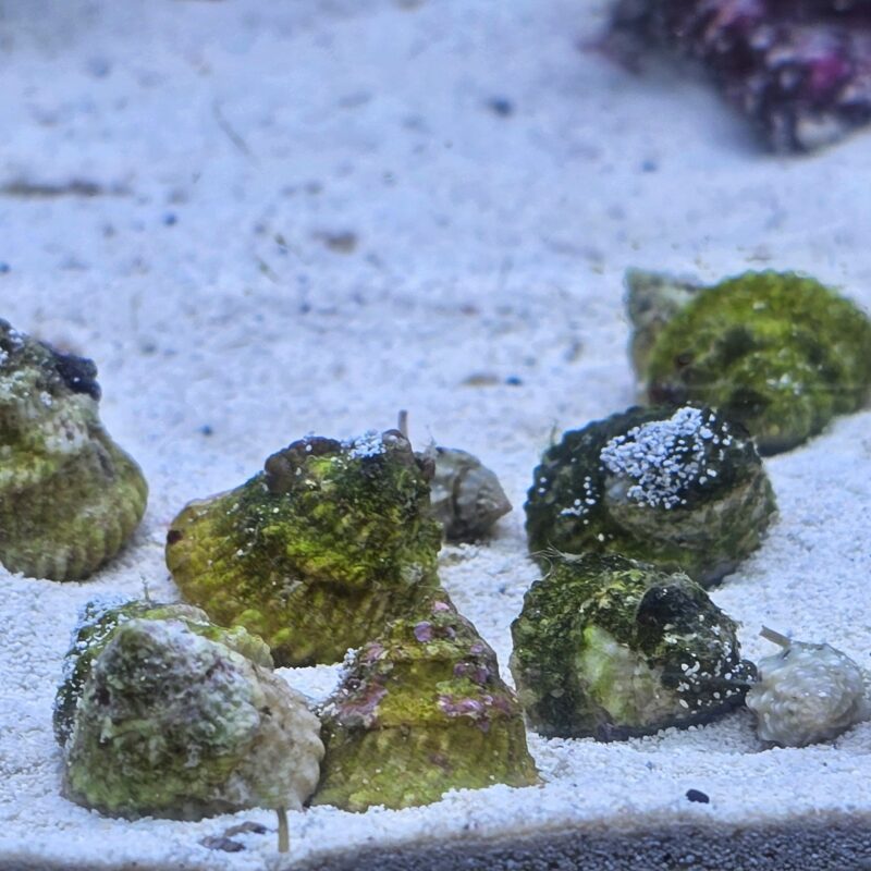 5-pack - Astrea Snails – The Dependable Algae Grazers for Your Reef 