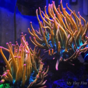 Rainbow Bubble Tip Anemone 2-3"