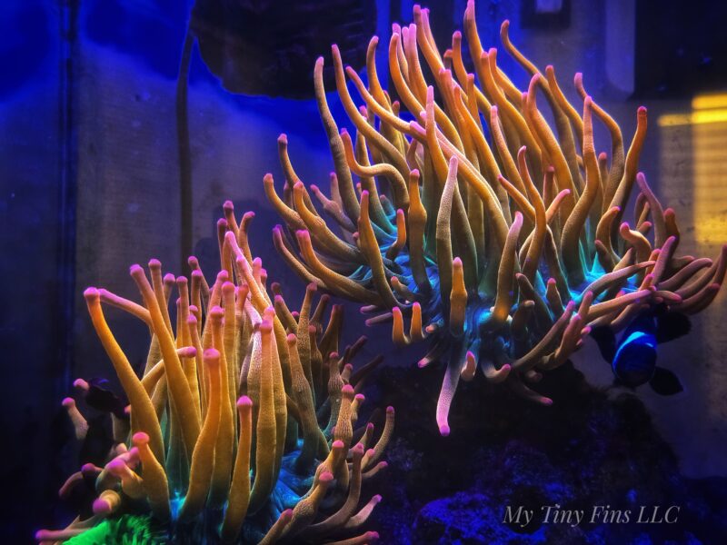 Rainbow Bubble Tip Anemone 2-3"