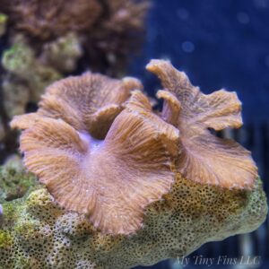 Purple Cabbage Leather Coral Frag