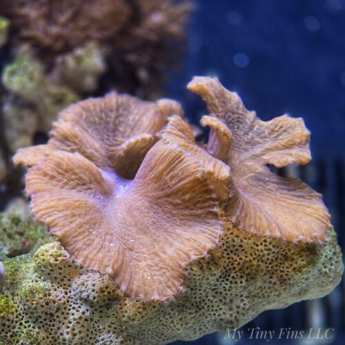 Purple Cabbage Leather Coral Frag