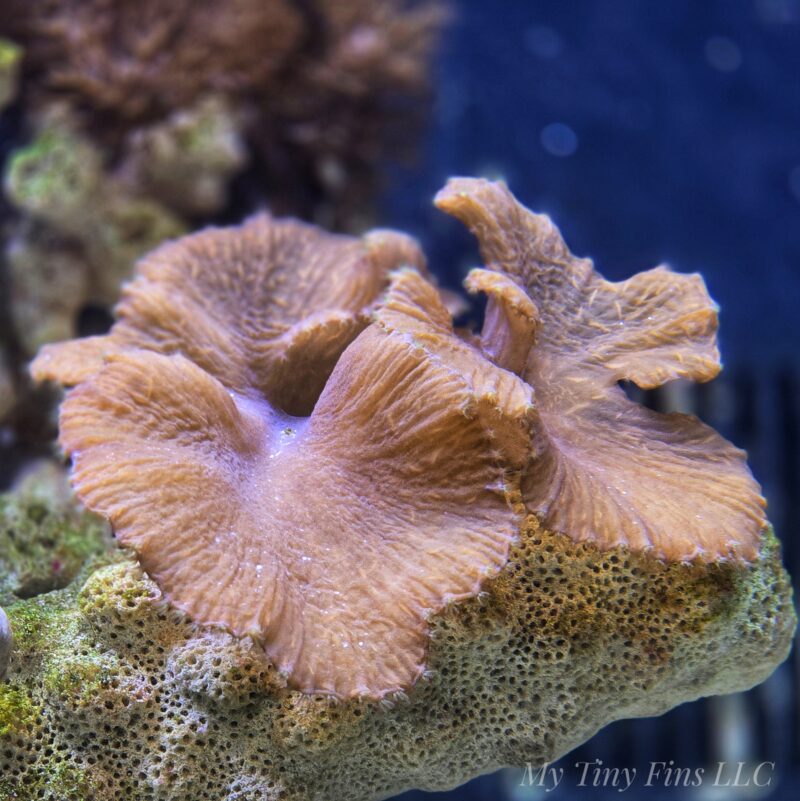 Purple Cabbage Leather Coral Frag