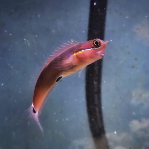 Tailspot Blenny