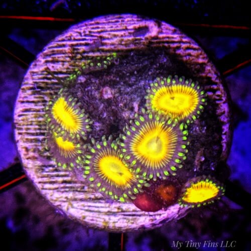 Assorted Ultra Zoanthid Frag – WYSIWYG Soft Coral