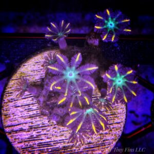 Orange Tipped Clove Polyps – Soft Coral Frag WYSIWYG