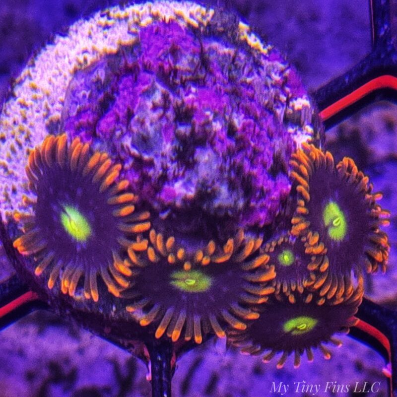 Assorted Ultra Zoanthid Frag – WYSIWYG Soft Coral