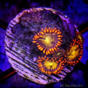 Assorted Ultra Zoanthid Frag – WYSIWYG Soft Coral