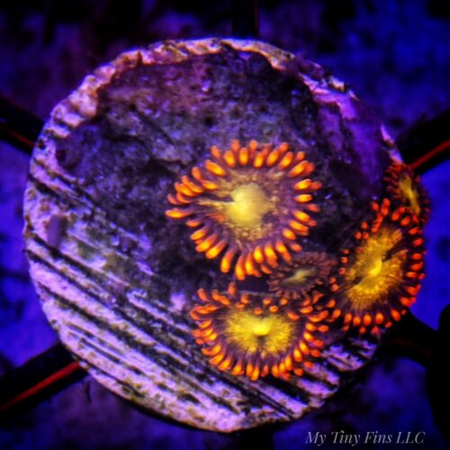 Assorted Ultra Zoanthid Frag – WYSIWYG Soft Coral