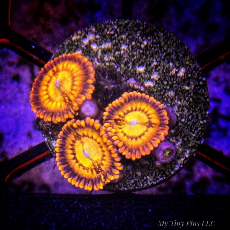 TG Sakura Zoanthid Frag – WYSIWYG Soft Coral