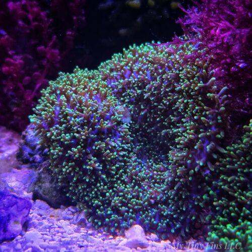 Large Neon Green Hairy Mushroom Soft Coral (comes attatched to live rock)