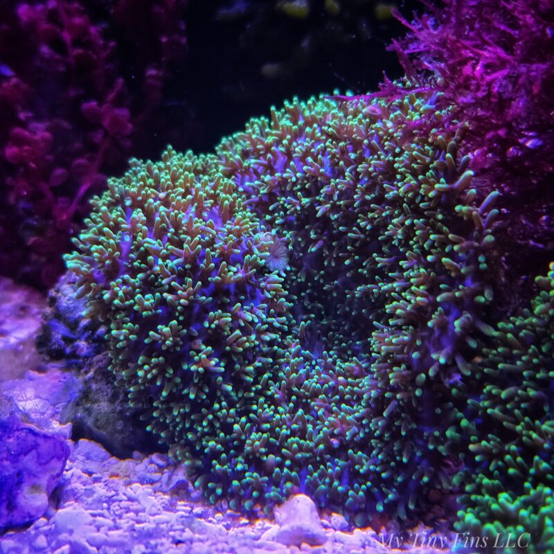 Large Neon Green Hairy Mushroom Soft Coral (comes attatched to live rock)