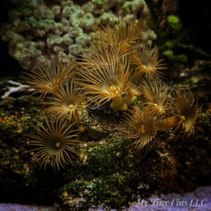 Yellow Polyps – Soft Coral Frag