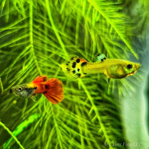 Fancy Guppy Pair - Assorted