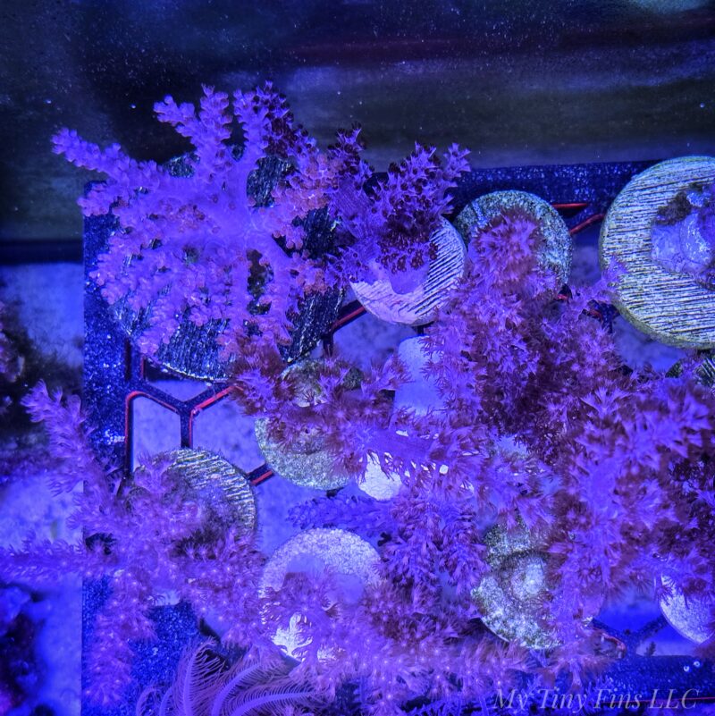 Purple Kenya Tree (Sinularia) Soft Coral - Perfect for Beginner Reef Keepers!