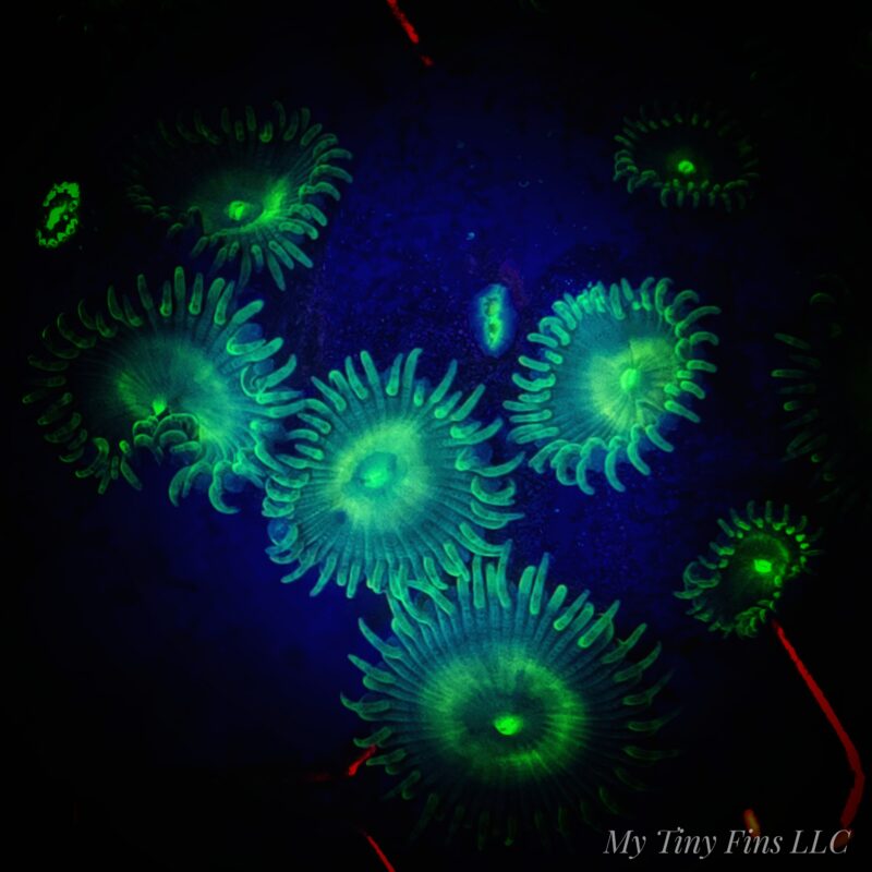 Assorted Ultra Zoanthid Frag – WYSIWYG Soft Coral