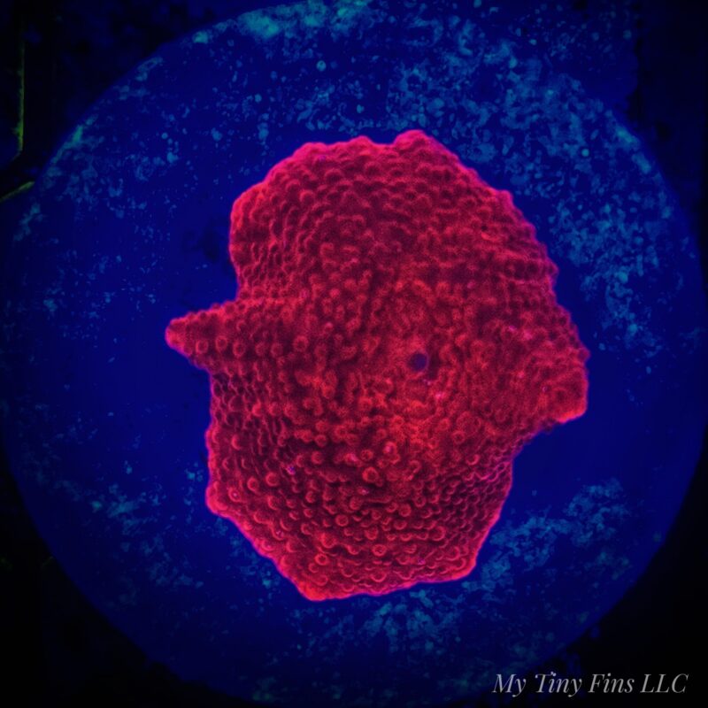 Red Discosoma Mushroom