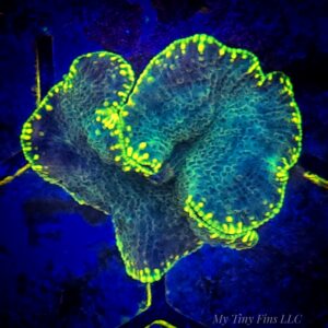 Gold Rim Discosoma Mushroom – Soft Coral (1 Mushroom)