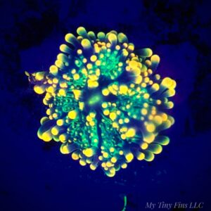 WYSIWYG Pink Ricoridia Mushroom