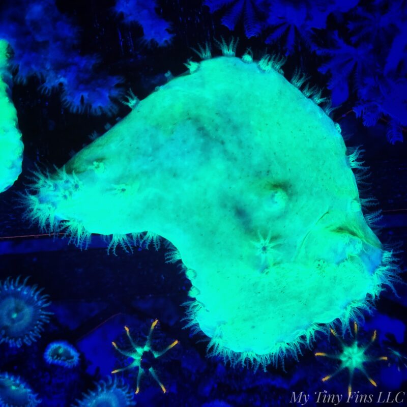 Indo Neon Green Cabbage Leather Coral Frag