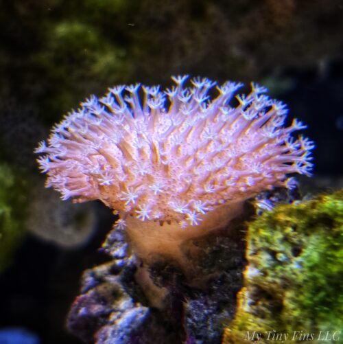 Pink Leather Toadstool (attached to live rock) WYSIWYG