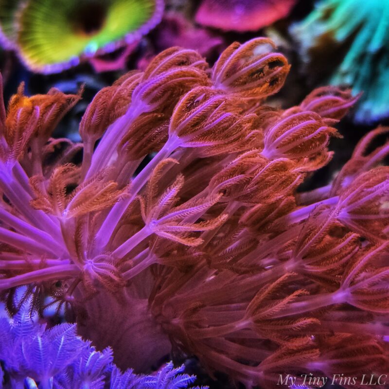 Red Pulsing Xenia (RARE) - Large Frag