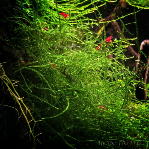 1000154719 Java Moss - Freshwater Plant