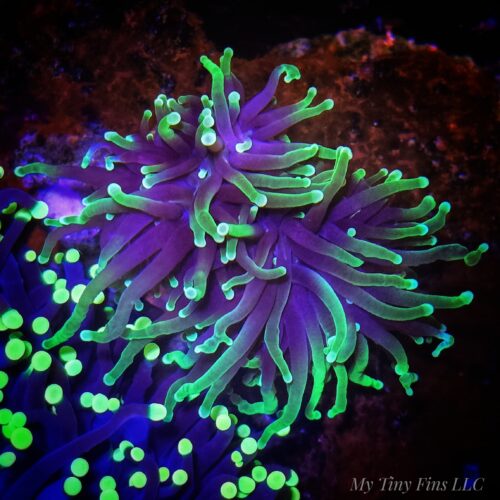 Blue Torch (2 heads) - WYSIWYG