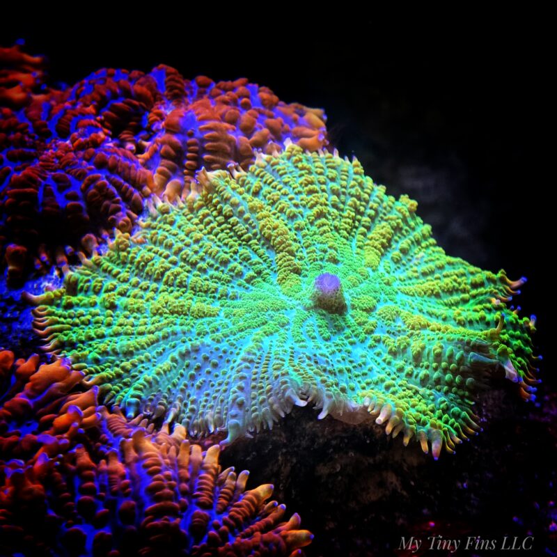 Tequila Sunrise Rhodactis Mushroom