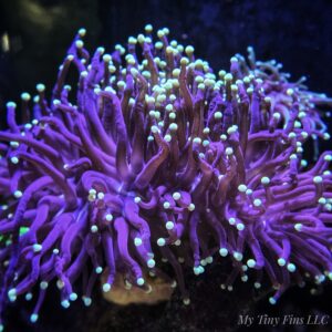 Yellow Tip Torch Colony LPS Coral - WYSIWYG (5 Polyps)
