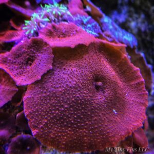 Red Discosoma Mushroom