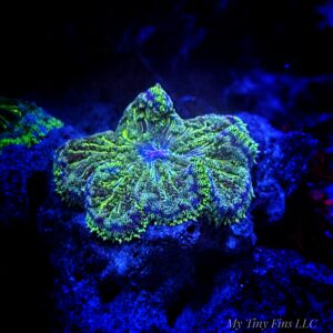 Mini Carpet Anemone