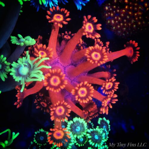 Red Goniopora - Long Polyp