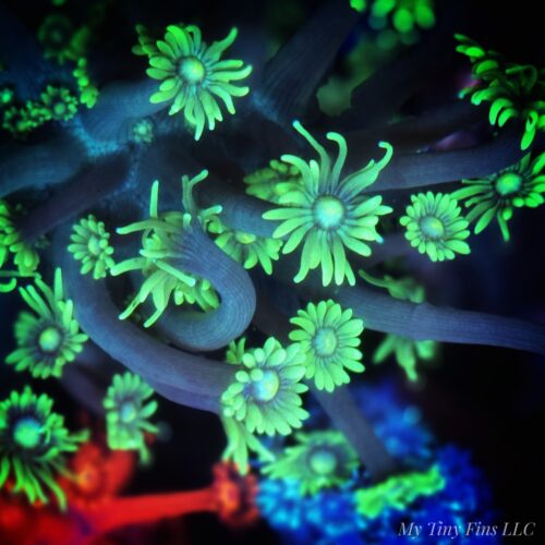 1000156271 Green Goniopora - Long Polyp