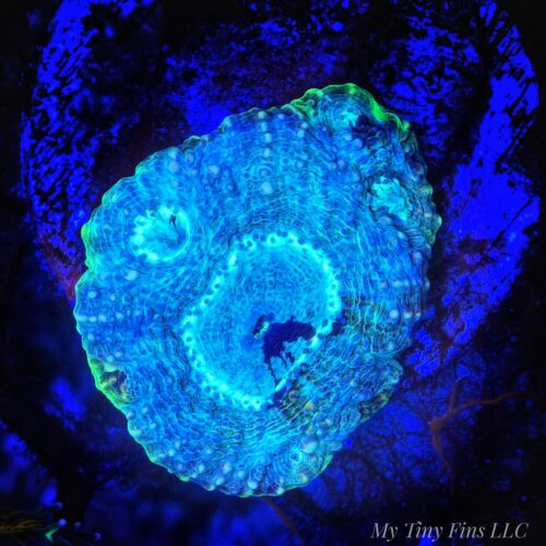 Acan Echinata – WYSIWYG LPS Coral Frag