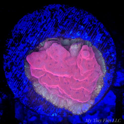 Ultra Red Leptoseris – WYSIWYG SPS Coral Frag (Encrusting)