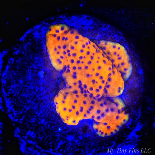 1000156288 Ultra Orange Montipora (Plating Coral) - WYSIWYG
