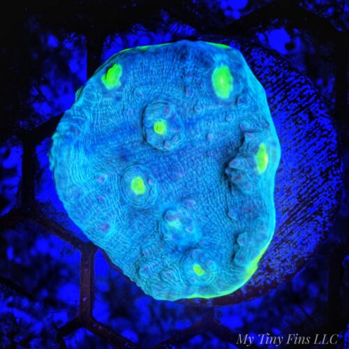 Alien Eye Chalice – WYSIWYG LPS Coral Frag