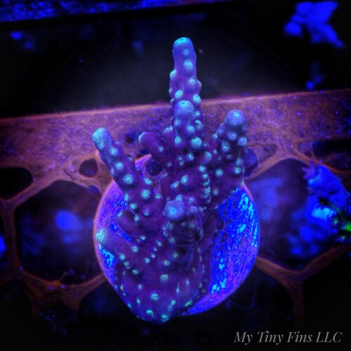 1000156299 Montipora Stellata SPS Coral Frag - WYSIWYG