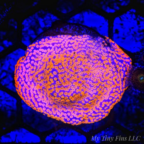 1000156305 Superman Montipora – WYSIWYG SPS Coral Large Frag