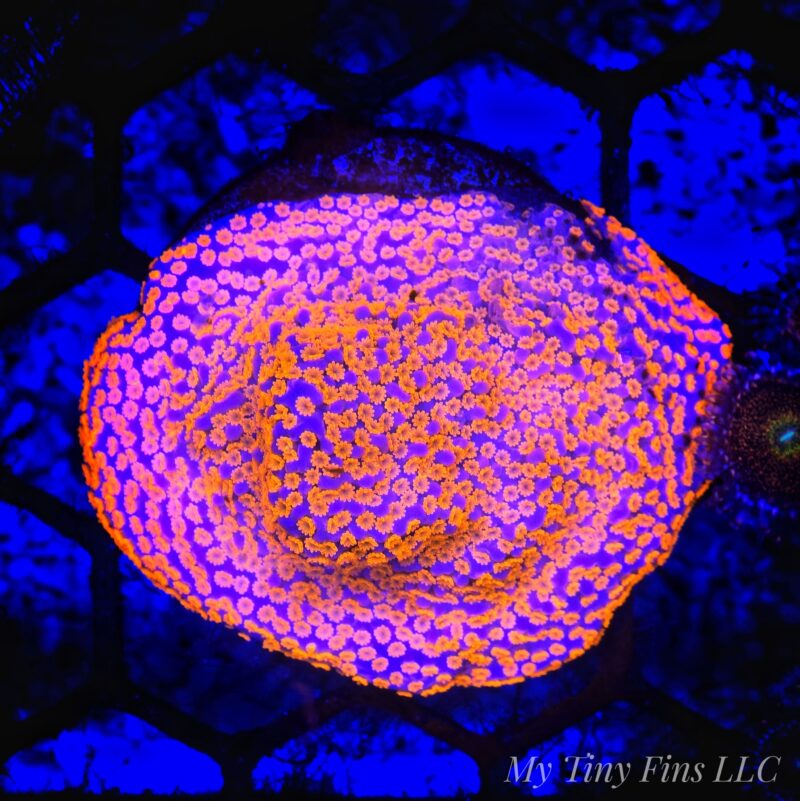 Superman Montipora – SPS Coral Large Frag