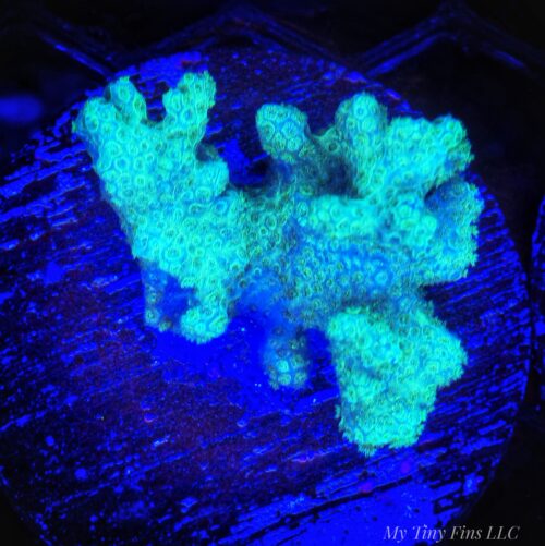 1000156682 Fiji Green Pocillopora – Vibrant, Hardy SPS Coral Frag