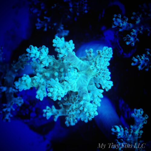 Neon Green Kenya Tree (Sinularia) Soft Coral - A Vibrant Beginner’s Choice!