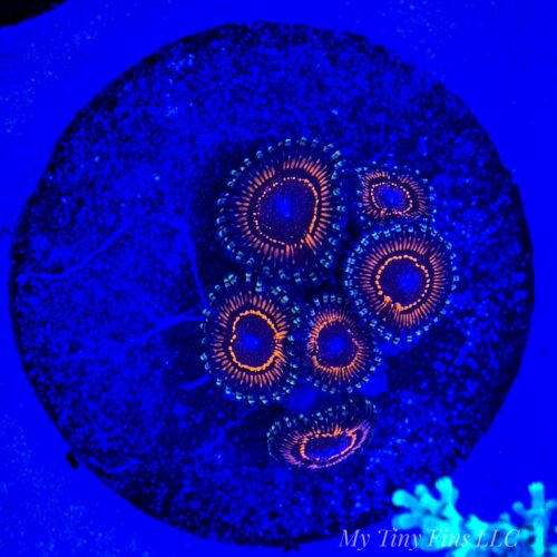 Assorted Ultra Zoanthid Frag – WYSIWYG Soft Coral