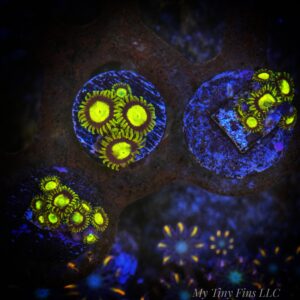 King Midas Zoanthids