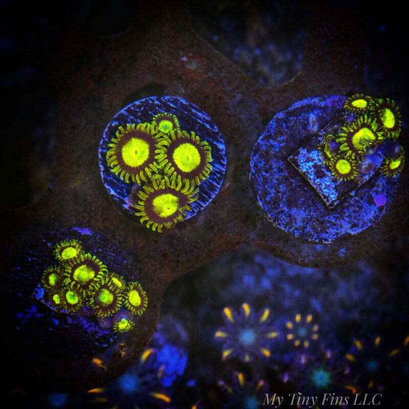 King Midas Zoanthids