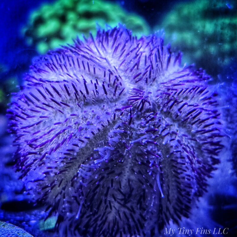 Tuxedo Urchin – Reef-Safe, Amazing Algae Eater