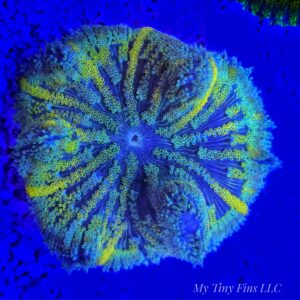 Ultra Mini Carpet Anemone – Compact, Color-Packed Centerpiece