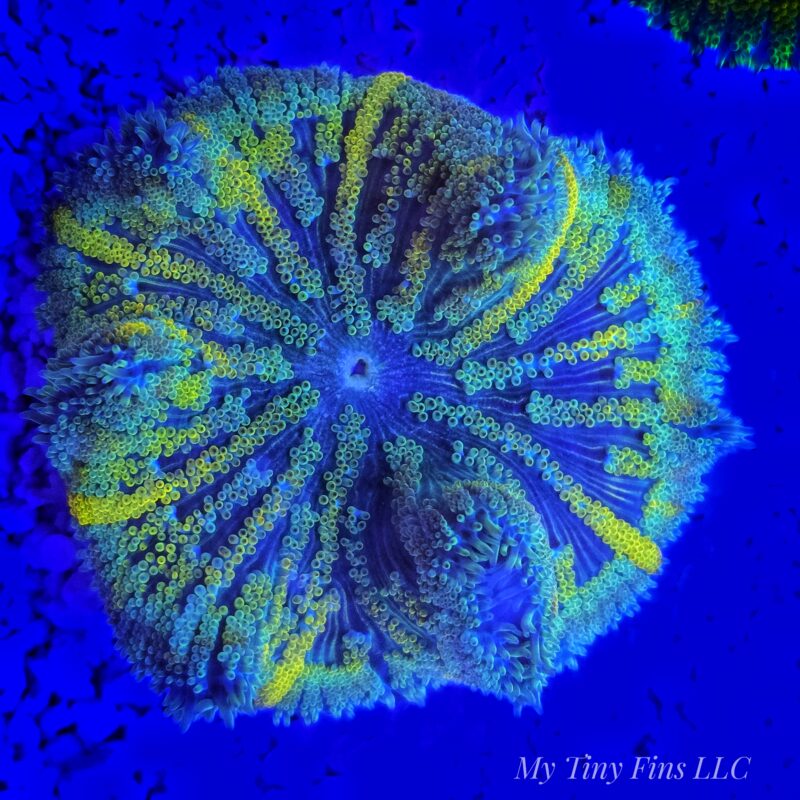 Ultra Mini Carpet Anemone – Compact, Color-Packed Centerpiece