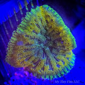 Ultra Mini Carpet Anemone – Compact, Color-Packed Centerpiece