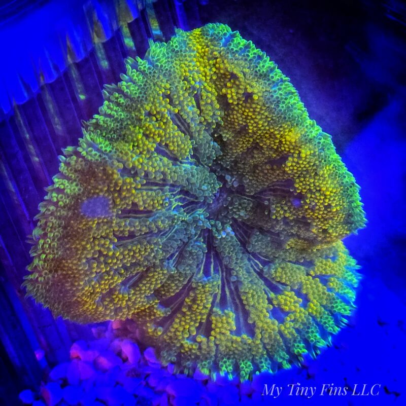 Ultra Mini Carpet Anemone – Compact, Color-Packed Centerpiece